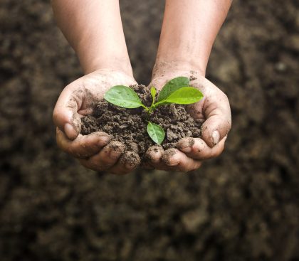 Small plant held in two hands
