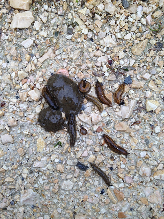 Slugs next to fox faeces