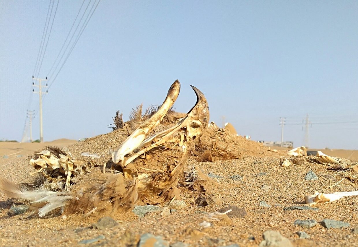 Remains of an Endangered Steppe Eagle under a dangerous power pole near the biggest congregation site for this species in central Saudi Arabia.