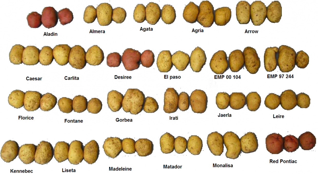 Some table potato released cultivars grown by farmers in Europe or North America