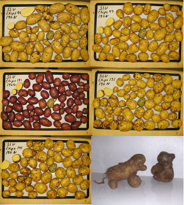 Svensk potatisförädling breeding germplasm