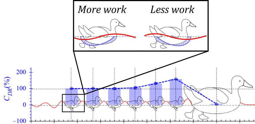 Figure 1 Ducklings swim in a line behind their mother in the waves she creates (red lines). Depending on where the duckling is located with respect to the waves, it may require more or less work to overcome the drag of the water. With the optimal spacing, the first few ducklings can experience negative drag (CDR > 100%, blue lines), while the rest of the trailing ducklings experience nearly no drag at all (CDR = 100%).