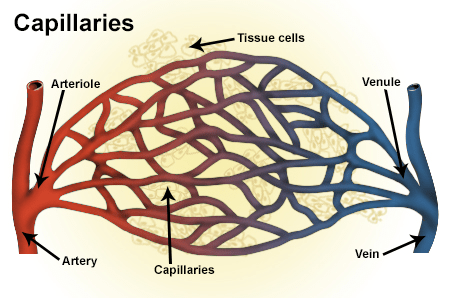 Figure 1. At their widest, veins and arteries have diameters on the order of millimeters while the connected, branching capillaries can be as small as several micrometers in diameter. National Cancer Institute, National Institutes of Health