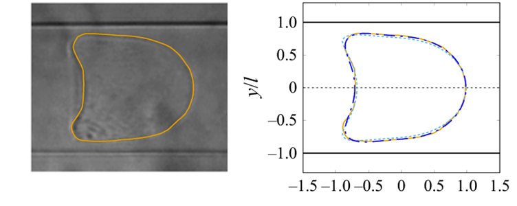Figure 2. An originally spherical capsule flows through a narrow capillary. The outline of the capsule is drawn in orange. The first frame is an optical image of an actual experiment, while the second frame compares the experimental result to the algorithm’s prediction based on mathematical modelling.