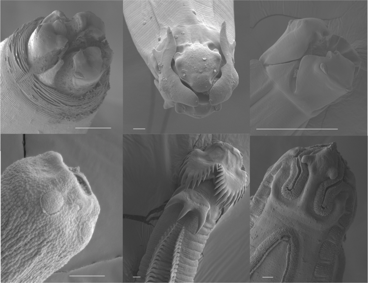 Figure caption: Scanning electron micrographs showing morphological diversity in New Zealand’s parasitic nematodes.