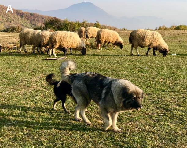 Sheep pasturing and the associated shepherd dog (from Getty Images, taken by Mansoreh Motamedi)