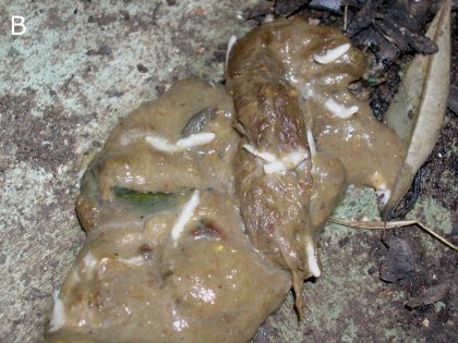 Taenia multiceps proglottids in feces of infected dog (courtesy of Prof. Antonio Varcasia, Department of Veterinary Medicine, University of Sassari, Sassari, Italy)