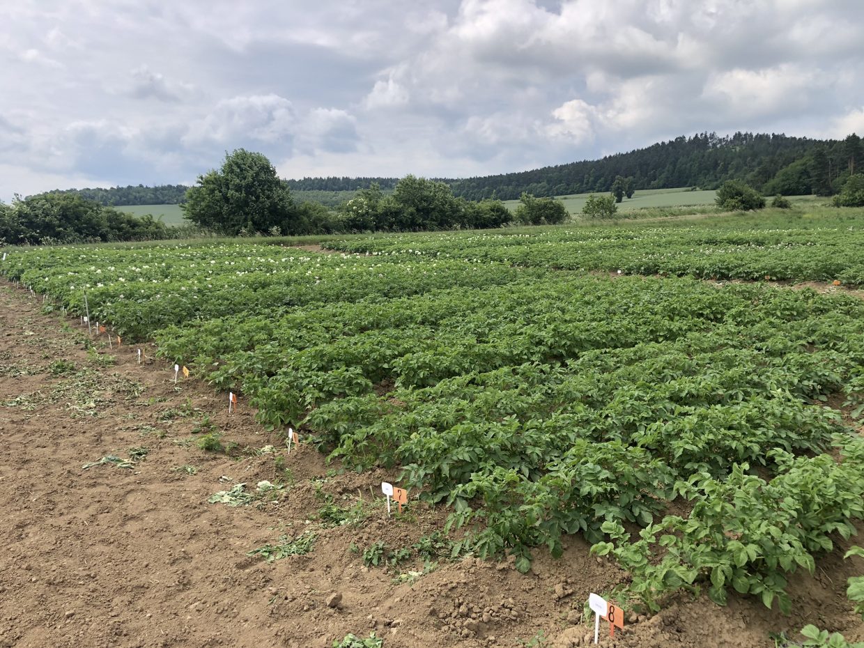 Credit: organic field in Tarnów experimental station taken by Tomasz Lenartowicz