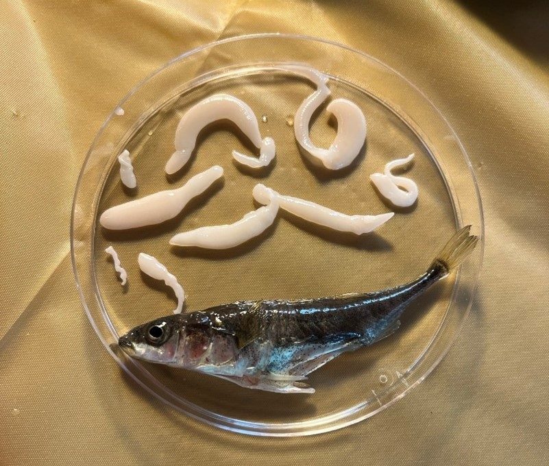 Figure 2: Highly infected stickleback (Picture by A. Wohlleben 2022)