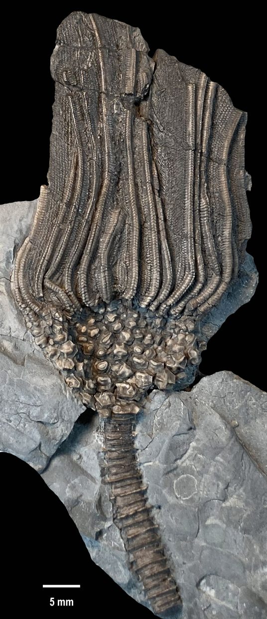 Cactocrinus woosterensis n. sp. from Wooster Shale Member.