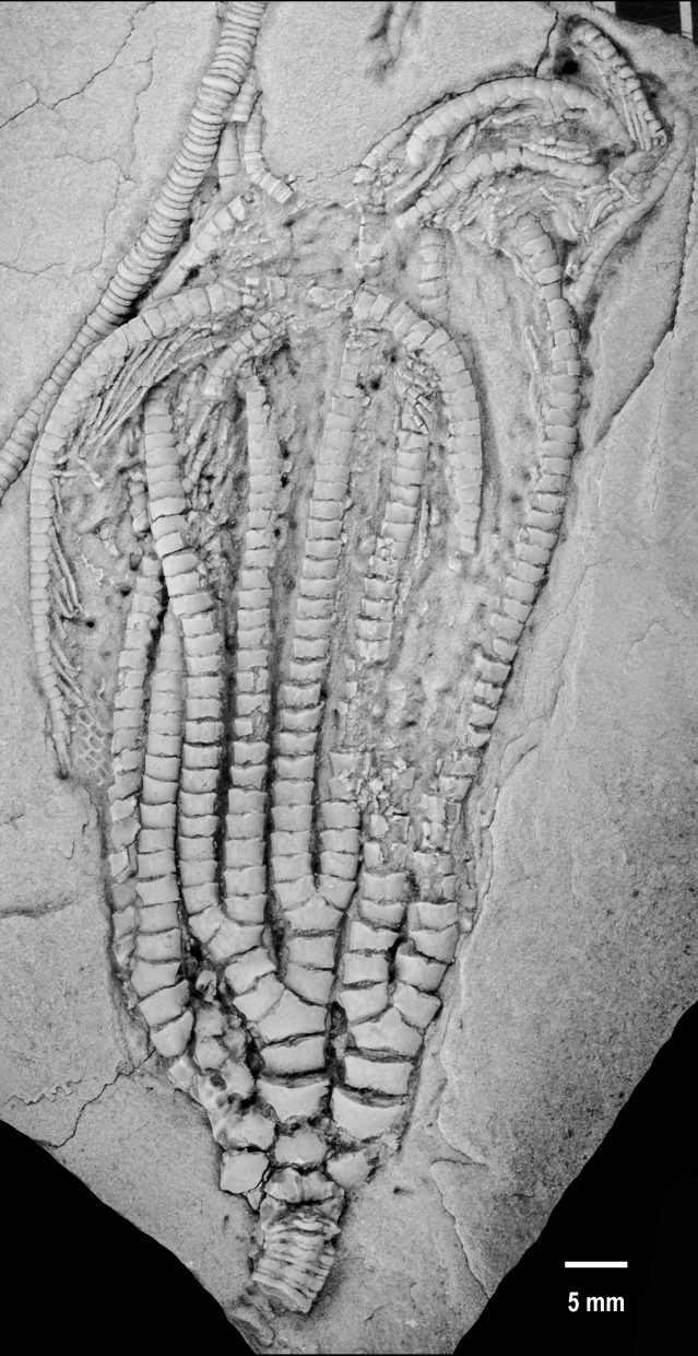 Decadocrinus laevis n. sp. from Wooster Shale Member.