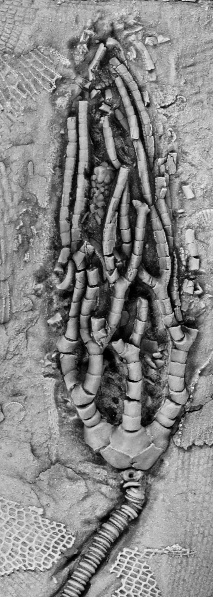 Cyathocrinites simplex from Wooster Shale Member.